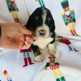 Iron - Tri-color male Bernedoodle puppy in Arabi, Georgia from Huckadoodle Farm