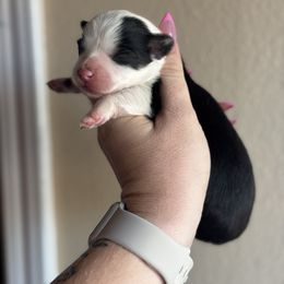 Dakota - Black and tan female American Corgi puppy in East Oakdale, California from Rhettro Kennels