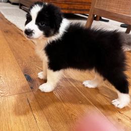 Girl 4 - Black tri-color female Australian Shepherd puppy in Villa Park, California from C-Star Australian Shepherds