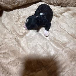 Girl 2 - Black and white female Aussiedoodle puppy in Golden, Mississippi from Two Creeks Farm Poodles & Doodles