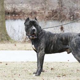 Cletus - Perro de Presa Canario