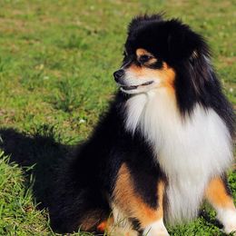 Miniature Australian Shepherds and Toy Australian Shepherds from Kings Point Mini and Toy Aussies
