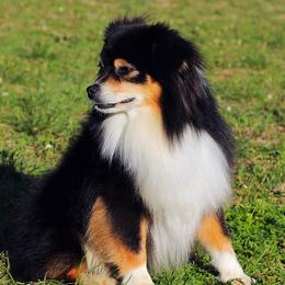 Miniature Australian Shepherds and Toy Australian Shepherds from Kings Point Mini and Toy Aussies