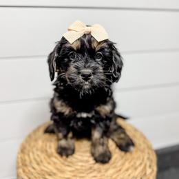 Reagan - female Australian Mountain Doodle puppy in Sharpsburg, Georgia from Steindoodles