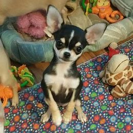 Chihuahuas and Miniature American Shepherds from Jem Chihuahuas