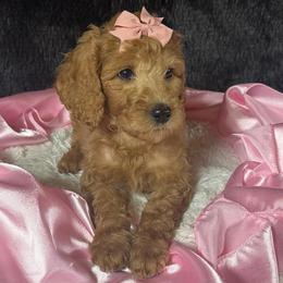 Lt. Pink girl - Red  female Poodle puppy in Bowling Green, Kentucky from Ritzy Red Poodles