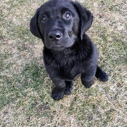 Labrador Retriever Puppies from Bear Bones Labradors