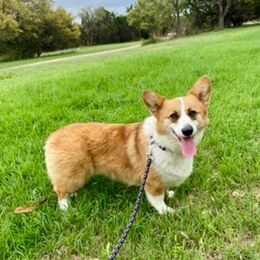 Foxy - Pembroke Welsh Corgi