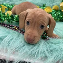Elvis - Red male Dachshund puppy in Sarah, Mississippi from White's Mississippi Doxies