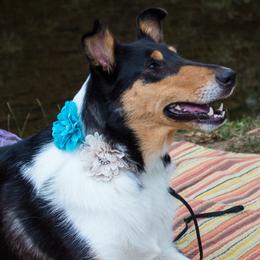 WHISPER - Collie
