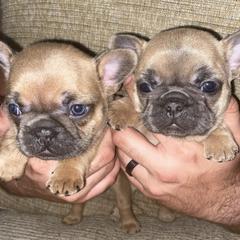 French Bulldogs from Central Frenchies