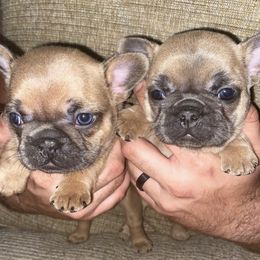 French Bulldogs from Central Frenchies