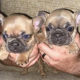 French Bulldogs from Central Frenchies