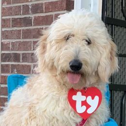 Goldendoodles from Cornerstone Doodles