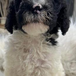 Goldendoodle and Poodle Puppies from Elizabeth Rocha's Doodles