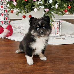 Levi - Black and white male Pomsky puppy in Long Grove, Illinois from Windy City Pomsky