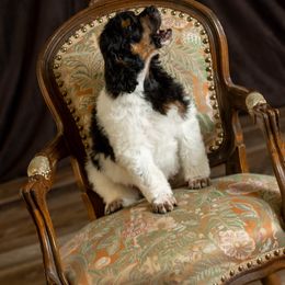 Poodle Puppies from Setting the Standard Poodles