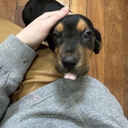 Basset Hound Puppies from Iron Sentry Farms