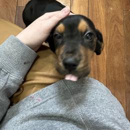Basset Hound Puppies from Iron Sentry Farms