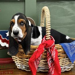 Light Green - Black brown and white male Basset Hound puppy in Willcox, Arizona from Out West Bassets