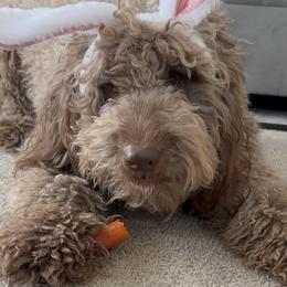 Meadow - Labradoodle