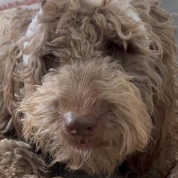 Meadow - Labradoodle