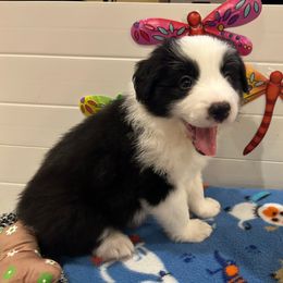 Silver collar - Black and white male Border Collie puppy in Litchfield Park, Arizona from Dragonfly BC Puppies (Champion Lineage)
