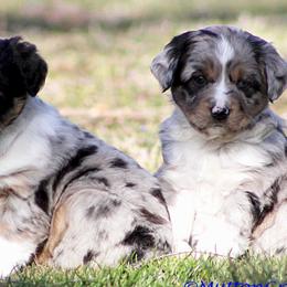 "Fonzie is Sold" Miniature Australian Shepherd Puppies from Mutton Creek Aussies