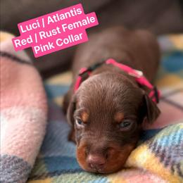 Pink Collar - Red and rust female Doberman Pinscher puppy in Lake City, Florida from Paintedcrazy Doberman Pinchers