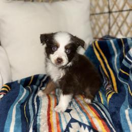 Milo - Red tri male Miniature Australian Shepherd puppy in Angleton, Texas from 4LH Australian shepherds