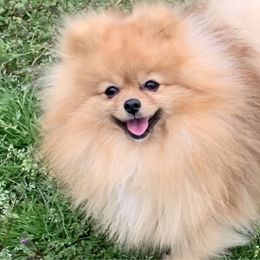 Strutt - Pomeranian