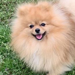 Strutt - Pomeranian