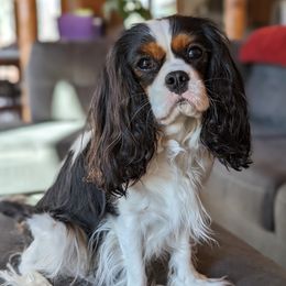 Twosday - Cavalier King Charles Spaniel