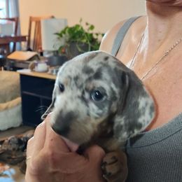 Smoky - Dapple male Dachshund puppy in Sacramento, California from Cathy's Dachshunds