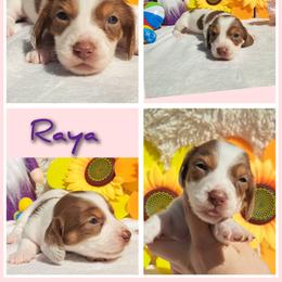 3000.. Raya - Chocolate and tan female Dachshund puppy in Winter Haven, Florida from Gateway 2 Little Paws