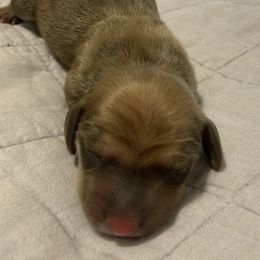 4 Smooth male dark cream - Cream male Dachshund puppy in Bethany, Connecticut from Mardox Dachshunds