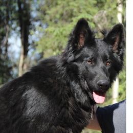 Lapua - German Shepherd