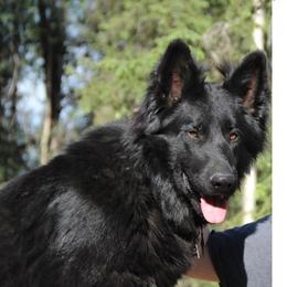 Lapua - German Shepherd
