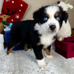 Clause - Black tri male Miniature Australian Shepherd puppy in Tonasket, Washington from V5 Aussies