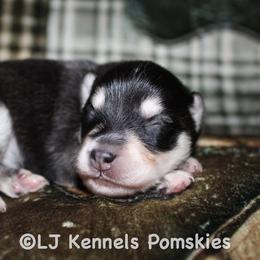 Jude - Black and white female Pomsky puppy in Centerville, Iowa from LJ Kennels Pomskies, LLC