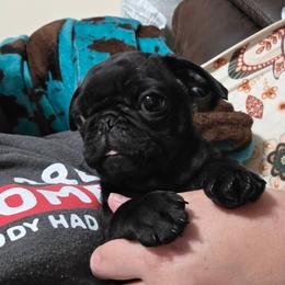 Jackson - Black male Pug puppy in Olin, North Carolina from Piggy Pugs