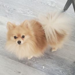 Milo - Pomeranian