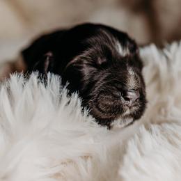 Newfoundland Puppies from Kinson Ridge Giants