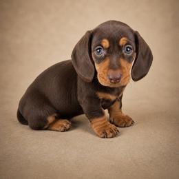 Hazel - Chocolate and tan female Dachshund puppy in Boston, Massachusetts from London’s puppies