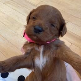 Pink collar - Red  female Goldendoodle puppy in Ridgewood, New Jersey from Jessie’s Doodles