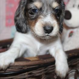 Boy 2 - Blue and tan male Dachshund puppy in Craig, Colorado from Rocky Mountain Shih Tzus and Dry Creek Miniature Dachshunds