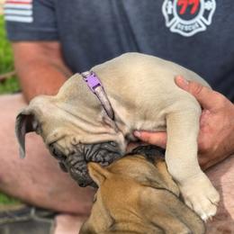Cane Corso Puppies from HOUSE OF HALL CANE CORSOS