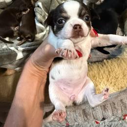 AKC Girl 3 - Chocolate and white female Chihuahua puppy in Anoka, Minnesota from Anoka County MN AKC Chihuahuas