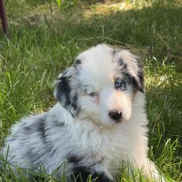 Lola - Dilute blue female Australian Shepherd puppy in Creswell Heights, Washington from Sayre Australian Shepherds