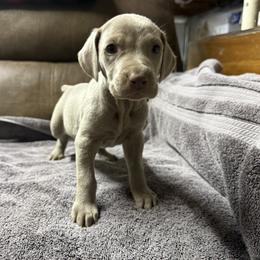 Silver girl 3 - Silver gray female Weimaraner puppy in Lancaster, Kentucky from Heavy Hollow Farm